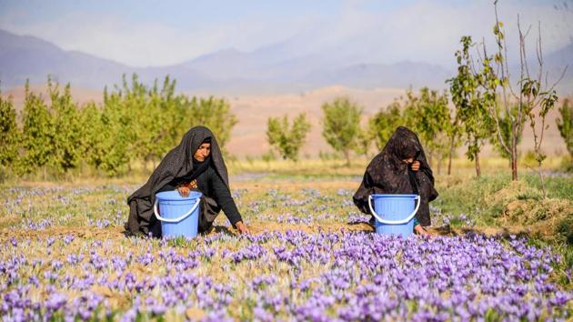 Women harvest saffron flowers in a field at Herat province, Afghanistan. (Hoshang Hashmi / AFP)