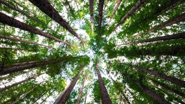 Plants and trees may be better and cheaper options than technology to mitigate air pollution, says a new study.(Unsplash)