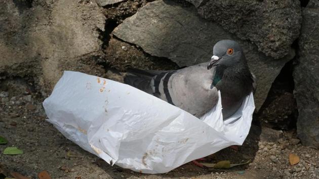 A pigeon struggles to fly after a plastic sheet is seen stuck on his wings at Thane, in Mumbai. (Praful Gangurde / HT Photo) A pigeon struggles to fly after a plastic sheet is seen stuck on his wings at Thane, in Mumbai. (Praful Gangurde / HT Photo)