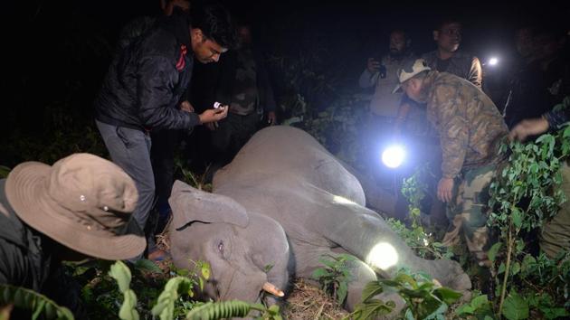 Indian forestry workers and a veterinary doctor treat an elephant calf that received multiple injuries after being struck by a speeding car in Kestopur village, some 20km from Siliguri. (DIPTENDU DUTTA / AFP) Indian forestry workers and a veterinary doctor treat an elephant calf that received multiple injuries after being struck by a speeding car in Kestopur village, some 20km from Siliguri. (DIPTENDU DUTTA / AFP)