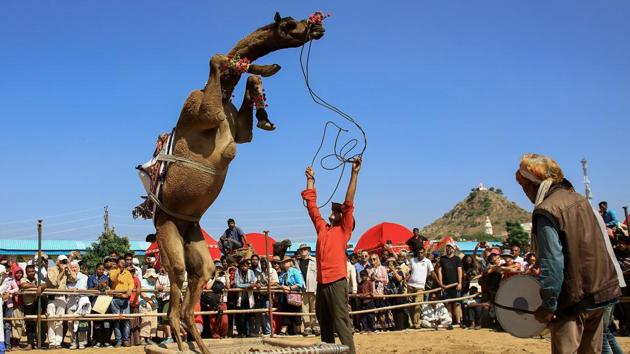 A camel performs during a "dance competition" held during the Pushkar Camel Fair in Pushkar, Rajasthan. Thousands of livestock traders from the region come to the traditional camel fair where livestock, mainly camels, are traded. The annual camel and livestock fair is one of the world's largest camel fairs. (Himanshu SHARMA / AFP) A camel performs during a "dance competition" held during the Pushkar Camel Fair in Pushkar, Rajasthan. Thousands of livestock traders from the region come to the traditional camel fair where livestock, mainly camels, are traded. The annual camel and livestock fair is one of the world's largest camel fairs. (Himanshu SHARMA / AFP)