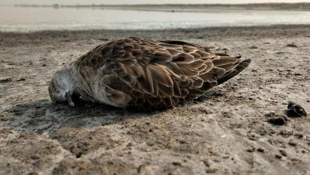The deaths of migratory birds around the Sambhar lake in Jaipur were reported over a fortnight.(HT Photo) The deaths of migratory birds around the Sambhar lake in Jaipur were reported over a fortnight.(HT Photo)