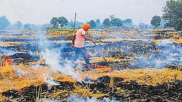 Punjab’s agriculture department officials has claimed that though the number of stubble burning cases may have increased this season, the total area under farm fires came down substantially.(HT File Photo)