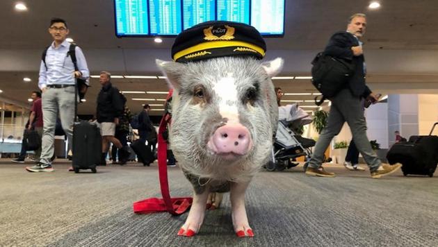 LiLou the therapy pig stands in front of a departures board at San Francisco International Airport in San Francisco, California, U.S. October 4, 2019. Picture taken October 4, 2019.(REUTERS)