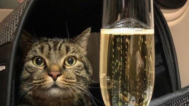 Mikhail Galin posted a photo of happy Viktor sitting on the plane with a glass of bubbly. (Facebook/Mikhail Galin) Mikhail Galin posted a photo of happy Viktor sitting on the plane with a glass of bubbly. (Facebook/Mikhail Galin)