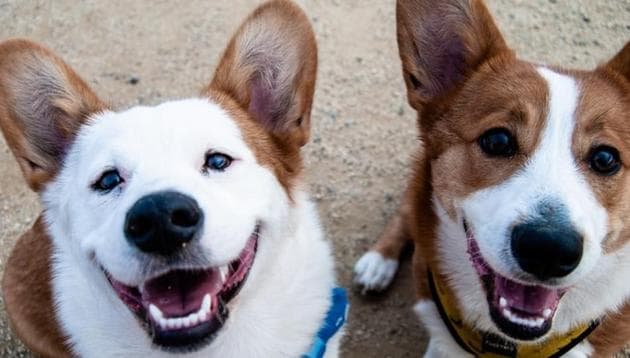 While some dog emotions can be recognised from early on, the ability to reliably recognise dog emotions is mainly acquired through age and experience. (Unsplash) While some dog emotions can be recognised from early on, the ability to reliably recognise dog emotions is mainly acquired through age and experience. (Unsplash)