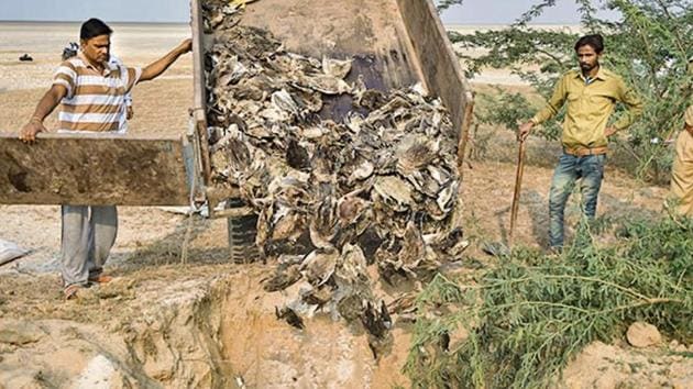 Civic workers prepare to bury birds, which were found dead at the Sambhar Salt Lake in Rajasthan, on November 12.(Photo: PTI)