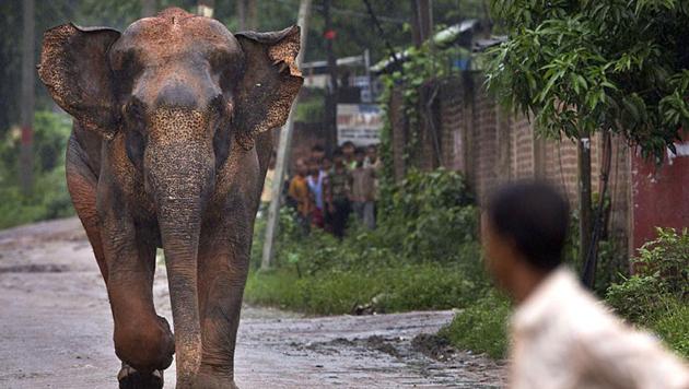 Following its capture on Monday, the pachyderm was kept at Kanyakuchi reserve for one night. Image used for representational purpose only. (AP file photo) Following its capture on Monday, the pachyderm was kept at Kanyakuchi reserve for one night. Image used for representational purpose only. (AP file photo)
