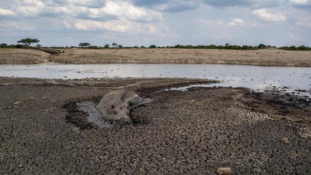 A hippo stuck in the mud at a drying watering hole in the Hwange National Park, in Zimbabwe. Farawo said 200 people have died in “human-and-animal conflict” over the past five years. Several southern African countries are in the grip of one of the worst droughts in decades, caused by months of above-average temperatures and erratic rainfall. (ZINYANGE AUNTONY / AFP)