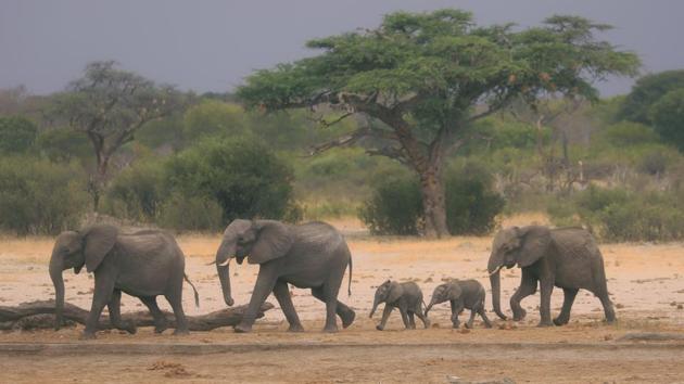 A herd of elephants make their way through the Hwange National Park in search of water. At least 120 elephants have already died over the past two months as the country grapples with one of the worst droughts in its history.“We are moving 600 elephants, two prides of lion comprising between five and 10 members, a pack of wild dogs, 50 buffalo, 40 giraffes and 2,000 impalas,” parks and wildlife authority spokesman Tinashe Farawo said. (AP Photo)