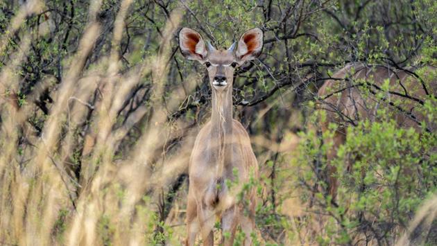 A kudu stands dazzled in the drought stricken Hwange National Park, in Zimbabwe. Th Zimbabwe’s wildlife agency said Monday it would move hundreds of elephants and other animals in a dramatic bid to save them from a lethal drought. The animals will be moved from Save Conservancy, a major park in southeastern Zimbabwe, to three other game reserves. (ZINYANGE AUNTONY / AFP)