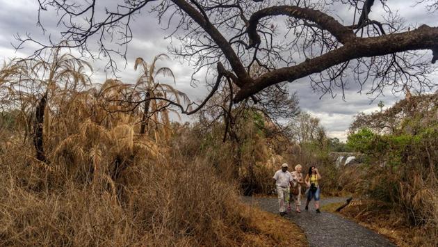 This year’s drought has wilted grasslands and dried up water holes, making it increasingly difficult for animals to survive. The drought has left more than five million rural Zimbabweans -- nearly a third of the population -- at risk of food shortages before the next harvest in 2020, the UN has warned (ZINYANGE AUNTONY / AFP)