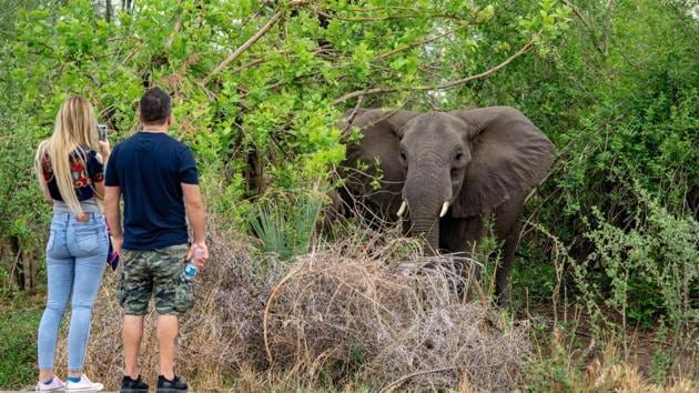 A tourist couple takes a picture of an elephant near the majestic Victoria Falls. The relocation was announced after the death of dozens of elephants in Hwange, Zimbabwe’s biggest game reserve, located in the northwest of the country. Hungry elephants have been breaking out of wildlife areas and raiding human settlements in search for food, posing a threat to communities. (ZINYANGE AUNTONY / AFP)