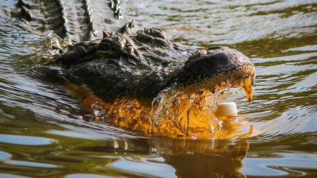 The boy’s quick-thinking saved his sister from the jaws of the crocodile (representational image).(Unsplash)
