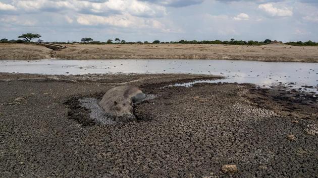 A hippo stuck in the mud at a drying watering hole in the Hwange National Park, in Zimbabwe. At least 120 elephants have already died over the past two months. In the bid to animals the Zimbabwe’s wildlife agency are now planning to move elephants and other animals during the rainy season, when pastures and foliage start flourishing. (ZINYANGE AUNTONY / AFP)