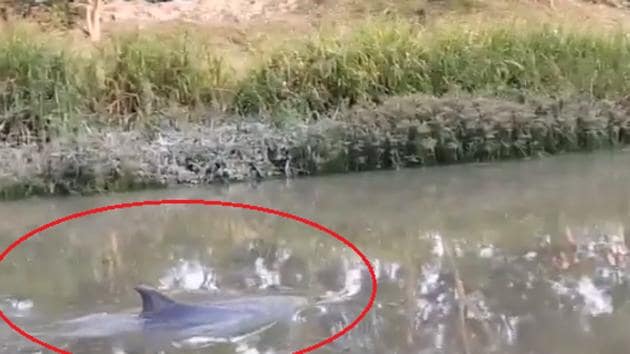 Dolphin spotted in West Bengal canal, dies due to polluted water