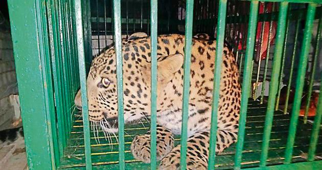 The leopard entered the house of Jaswinder Singh of Sirsa Nangal village in Rupnagar through the main gate around 1:45pm on Saturday.(HT PHOTO)
