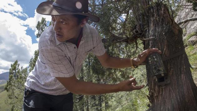 Kunchok Jangtse positions a camera trap in Angsai. The Tibetan herder also has a job installing and maintaining the motion - activated cameras, which help scientists monitor endangered species in the area. “Our religion is connected with wild animals, because wild animals have a consciousness and can feel love and compassion -- therefore, we protect wild-animals,” he said. (Ng Han Guan / AP)