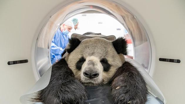 Jiao Qing, the father of twin panda cubs, getting a CT scan. (Twitter/@zooberlin) Jiao Qing, the father of twin panda cubs, getting a CT scan. (Twitter/@zooberlin)