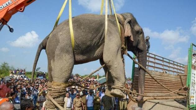 The wild elephant named Krishna being hauled to a truck by a crane on November 12 to be taken to Orang National Park.(Photo: PTI)