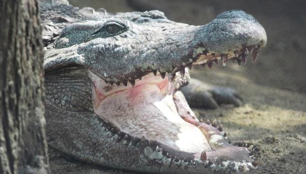 The 54-year-old said he wrestled with the crocodile on a remote beach (representational image).(Unsplash)