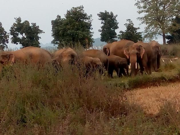 The elephant herd in Sonbhadra region The elephant herd in Sonbhadra region