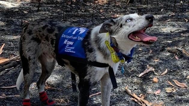 Bear has been wearing protective socks on his paws to search through areas scorched by fire. (Facebook/ifaw) Bear has been wearing protective socks on his paws to search through areas scorched by fire. (Facebook/ifaw)
