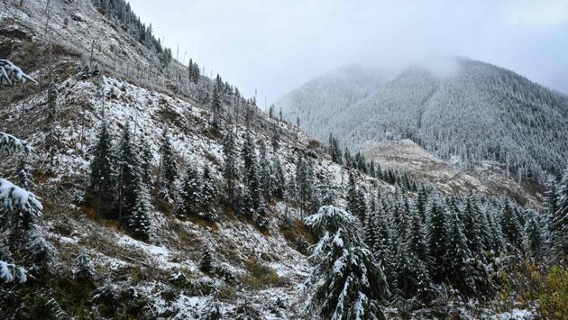 Authorities insist that after legislation was tightened in 2015, limiting the amount of wood that companies can log and allowing the gendarmerie to check trucks carrying timber, the phenomenon is now under control. Holzindustrie Schweighofer, the Austrian company that works with smaller Romanian timber suppliers, was investigated after a 2018 NGO report accused it of disregarding the wood’s origins, leading to police raids on its sites.  (Daniel MIHAILESCU / AFP) 