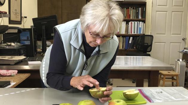 Joanie Cooper, of the Temperate Orchard Conservancy, examines a rare apple in her lab in Molalla, Oregon. Cooper and her colleagues have helped identify many of the 13 "lost" apple varieties that have been rediscovered in recent years by the Lost Apple Project in eastern Washington and northern Idaho. “You have to have varieties that can last, that can grow, produce fruit, survive the heat and maybe survive the cold winter, depending on where you are,” Cooper said. “I think that’s critical.” (Gillian Flaccus / AP)