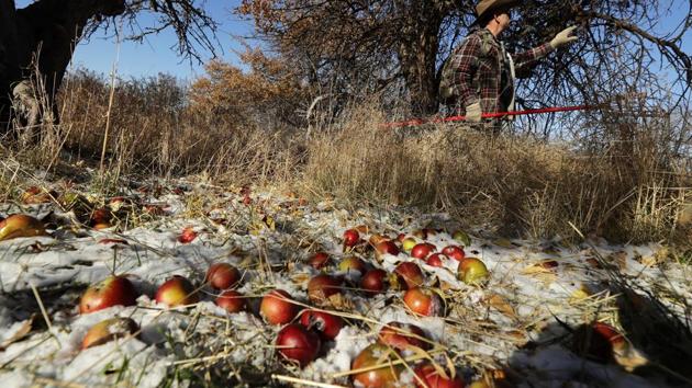 E.J. Brandt and David Benscoter, who together form the nonprofit Lost Apple Project, log countless hours and hundreds of miles in trucks, on all-terrain vehicles and on foot to find orchards planted by settlers as they pushed west more than a century ago. The two are racing against time to preserve a slice of homesteader history: The apple trees are old, and many are dying. Others are being ripped out for more wheat fields or housing developments for a growing population. (Ted S. Warren / AP)