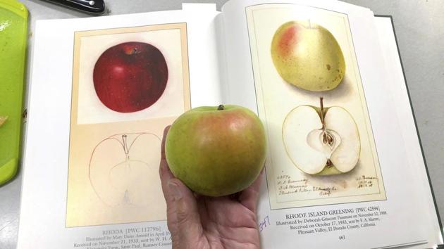 Apples from newly discovered trees are placed in a Ziploc baggie and carefully labeled with the tree’s latitude and longitude and the date the fruit was collected. The apples are then shipped to the Temperate Orchard Conservancy more than 400 miles (640 kilometers) away in Molalla, Oregon, for identification. There, experts work to identify them using a trove of U.S. Agriculture Department watercolors and old textbooks. (Gillian Flaccus / AP)