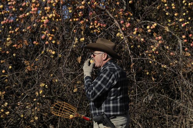 Botanist E.J. Brandt, of The Lost Apple Project, bites an apple he picked from a tree in an orchard near Troy, Idaho. Brandt and fellow botanist David Benscoter have rediscovered at least 13 long-lost apple varieties in homestead orchards, remote canyons and windswept fields in eastern Washington and northern Idaho that had previously been thought to be extinct. (Ted S. Warren / AP)