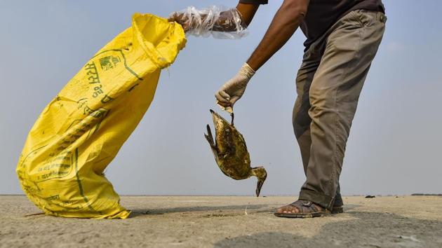 At Rajasthan’s Sambhar lake, the carcasses of close to 18,000 migratory birds have been found since November 10.(PTI Photo)