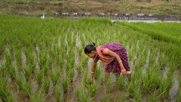 The thinking in many quarters is that a focus on the rural economy could help revive aggregate demand and address the ongoing economic slowdown (AP file photo) The thinking in many quarters is that a focus on the rural economy could help revive aggregate demand and address the ongoing economic slowdown (AP file photo)