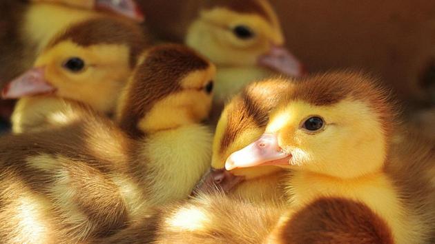 Students must feed their new pets before and after school (representational image). (Unsplash) Students must feed their new pets before and after school (representational image). (Unsplash)