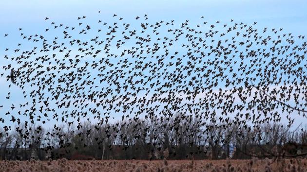 A murmuration of Starlings fly at dusk over the Piermont Marsh along the Hudson River in Piermont, New York, U.S. on November 21. (Mike Segar / REUTERS) A murmuration of Starlings fly at dusk over the Piermont Marsh along the Hudson River in Piermont, New York, U.S. on November 21. (Mike Segar / REUTERS)