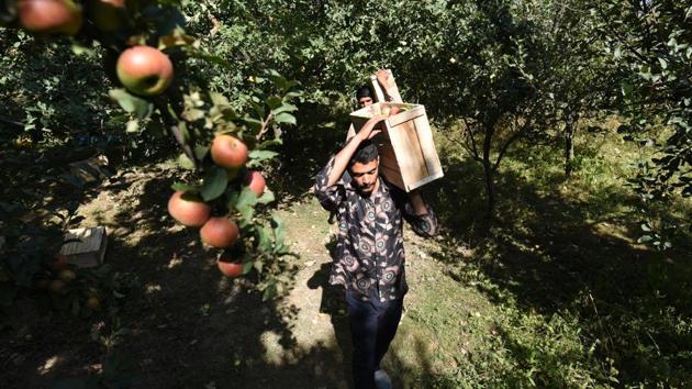 A farmer carries a box of freshly plucked apples during the harvesting season, at the outskirts of Srinagar, Jammu and Kashmir. (Photo by Waseem Andrabi / Hindustan Times) A farmer carries a box of freshly plucked apples during the harvesting season, at the outskirts of Srinagar, Jammu and Kashmir. (Photo by Waseem Andrabi / Hindustan Times)