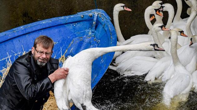 Hamburg's "Swan Father" Olaf Niess catches a swan to put it into a boat as swans are rounded up on the river Alster in the city center of Hamburg, northern Germany.The swans are being moved to their ice-free winter home. (Axel Heimken / dpa / AFP) Hamburg's "Swan Father" Olaf Niess catches a swan to put it into a boat as swans are rounded up on the river Alster in the city center of Hamburg, northern Germany.The swans are being moved to their ice-free winter home. (Axel Heimken / dpa / AFP)