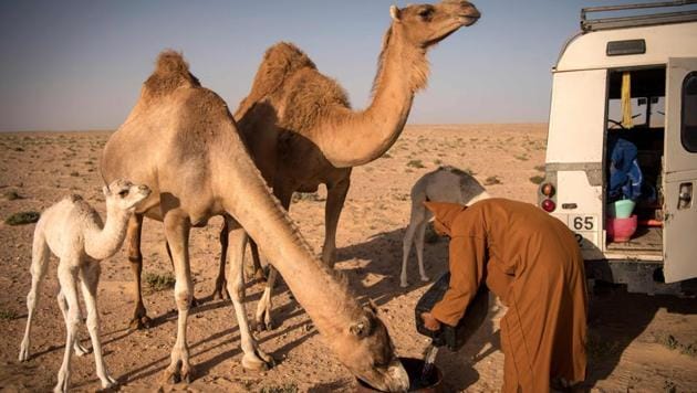 A camel herder provides his animals with water, in the desert near Dakhla. Dlimi comes from a long line of desert dwellers from the Ouled Dlimi tribe. As tradition dictates, he lists his ancestors going back five generations when introducing himself. “I know the desert and the desert knows me,” he said. Like elsewhere, the nomads of Western Sahara are settling, following a shift from rural to urban living. “Young people prefer to stay in town,” Dlimi said. (FADEL SENNA / AFP)