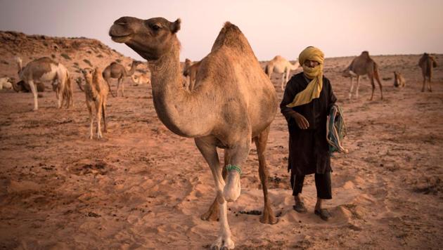 The 266,000 square kilometres (106,400 square miles) of Western Sahara under Moroccan control hosts some 6,000 herders, 105,000 camels, and 560,000 sheep and goats, according to figures from Rabat. In other arid countries, including Saudi Arabia, intensive farming of camels has taken off. But, while Moroccan authorities have undertaken several studies into developing Western Sahara’s camel industry, these have not so far been acted upon. (FADEL SENNA / AFP)