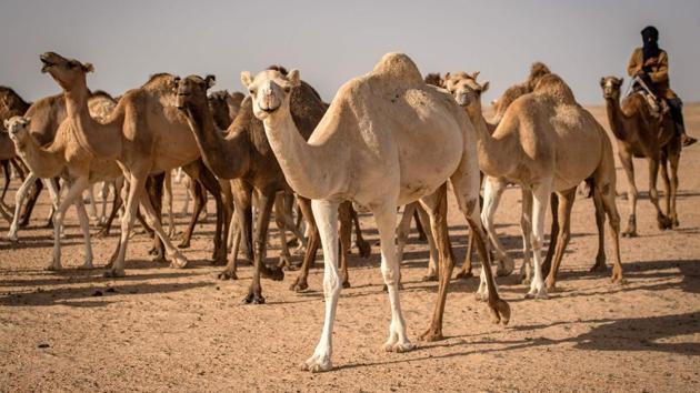 Racing “is a pleasure and it pays”, Dlimi said. Since the United Arab Emirates funded construction of a camel racing track at Tantan, racing animals have appreciated in value and can sell for up to 120,000 dirhams. To train his racing camels, Dlimi chases the young animals across the desert in his 4X4. But camels can be stubborn, Dlimi stressed, telling of how he once sold his best champion for a “very good price”, but the animal refused to race once it had changed hands. (FADEL SENNA / AFP)