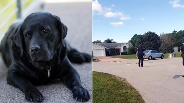The dog, named Max, was finally rescued by police (representational dog image). (Screengrab) The dog, named Max, was finally rescued by police (representational dog image). (Screengrab)