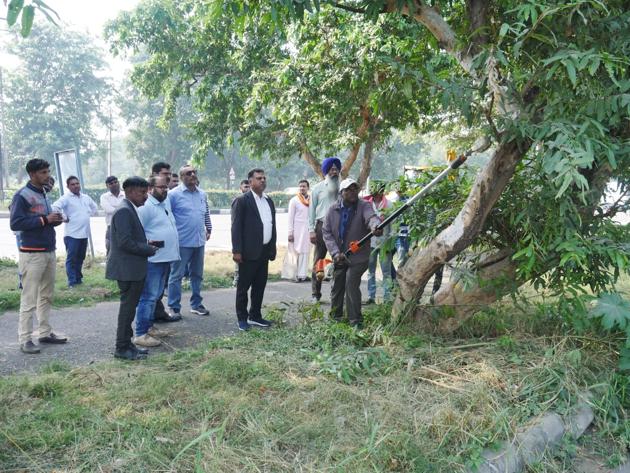 The UT engineering department had started the work to transplant 143 trees on November 19, a day before the Punjab and Haryana high court put a stay on the move on an NGO’s petition.(HT PHOTO)