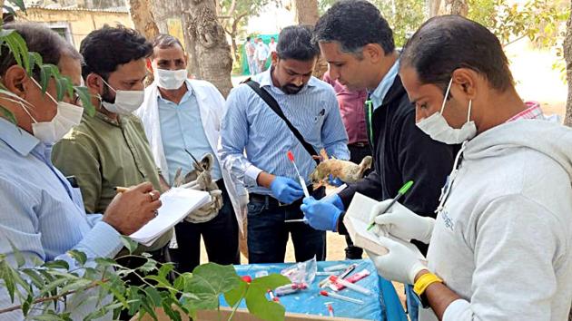 Volunteers along with forest department officials rescue birds, as thousands of birds died of avian botulism disease as per reports at India's largest inland salt-water lake 'Sambhar Lake' in Phulera, Rajasthan. (ANI)