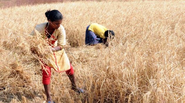 The Gujarat government on Saturday announced a financial package of Rs 3,795 crore for the farmers whose crop was damaged in unseasonal rains.(Diwakar Prasad/ Hindustan Times)