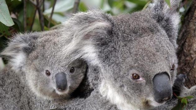 Bushfires raging in Australia’s east coast in the recent weeks have threatened the country’s koala population (AP) Bushfires raging in Australia’s east coast in the recent weeks have threatened the country’s koala population (AP)