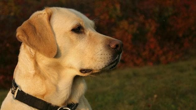 The pet belongs to a society resident, Amrinder Singh. (FILE PHOTO)