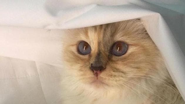 Karl Lagerfeld’s beloved cat Choupette is getting a book dedicated to her personal time with the Kaiser.(Choupettes Diary/Instagram)