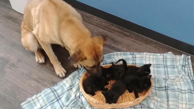 The image shows a stray dog with kittens.(Facebook/Pet and Wildlife Rescue) The image shows a stray dog with kittens.(Facebook/Pet and Wildlife Rescue)
