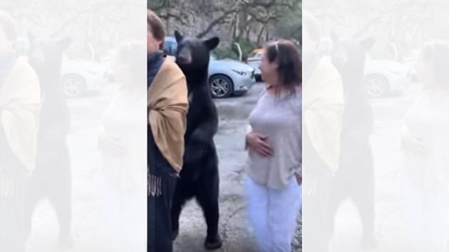 The video of bear stroking a woman’s hair has gained lakhs of views.(YouTube/adlervonstahl)